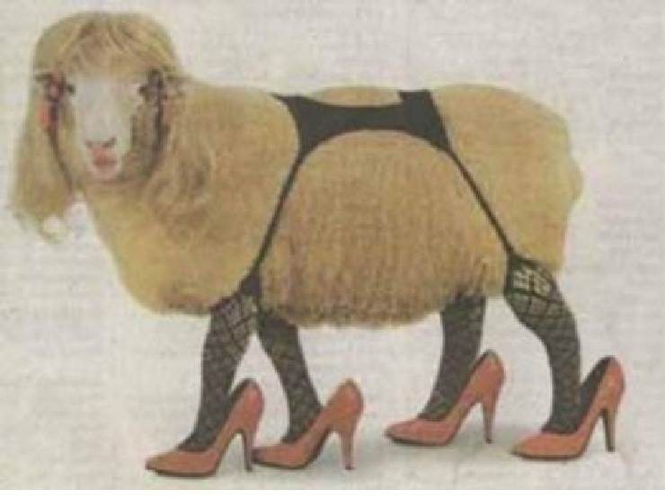 kiwi hooker