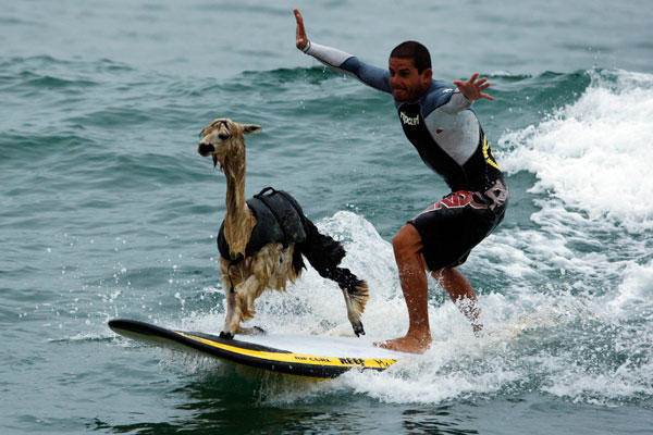 goat boat