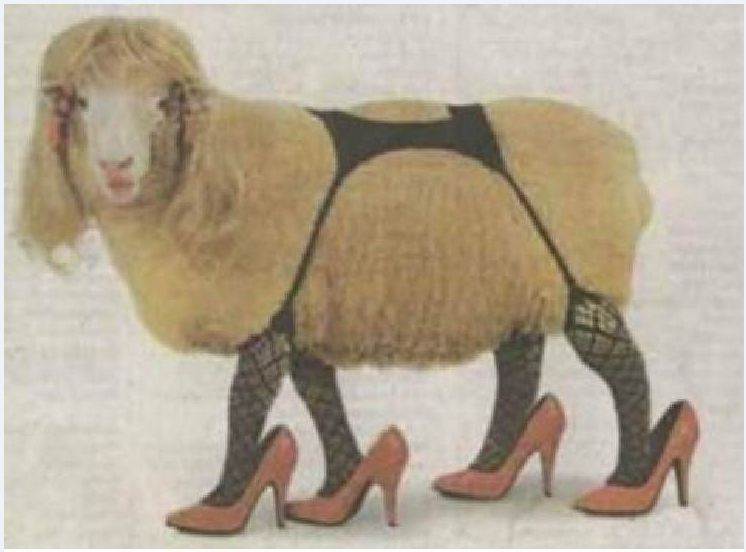 sheep