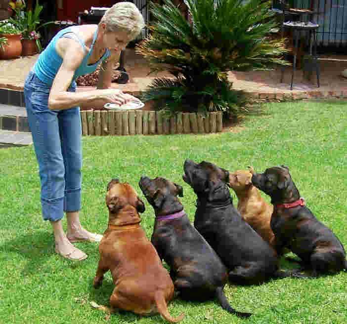 Staffordshire Bull terriers