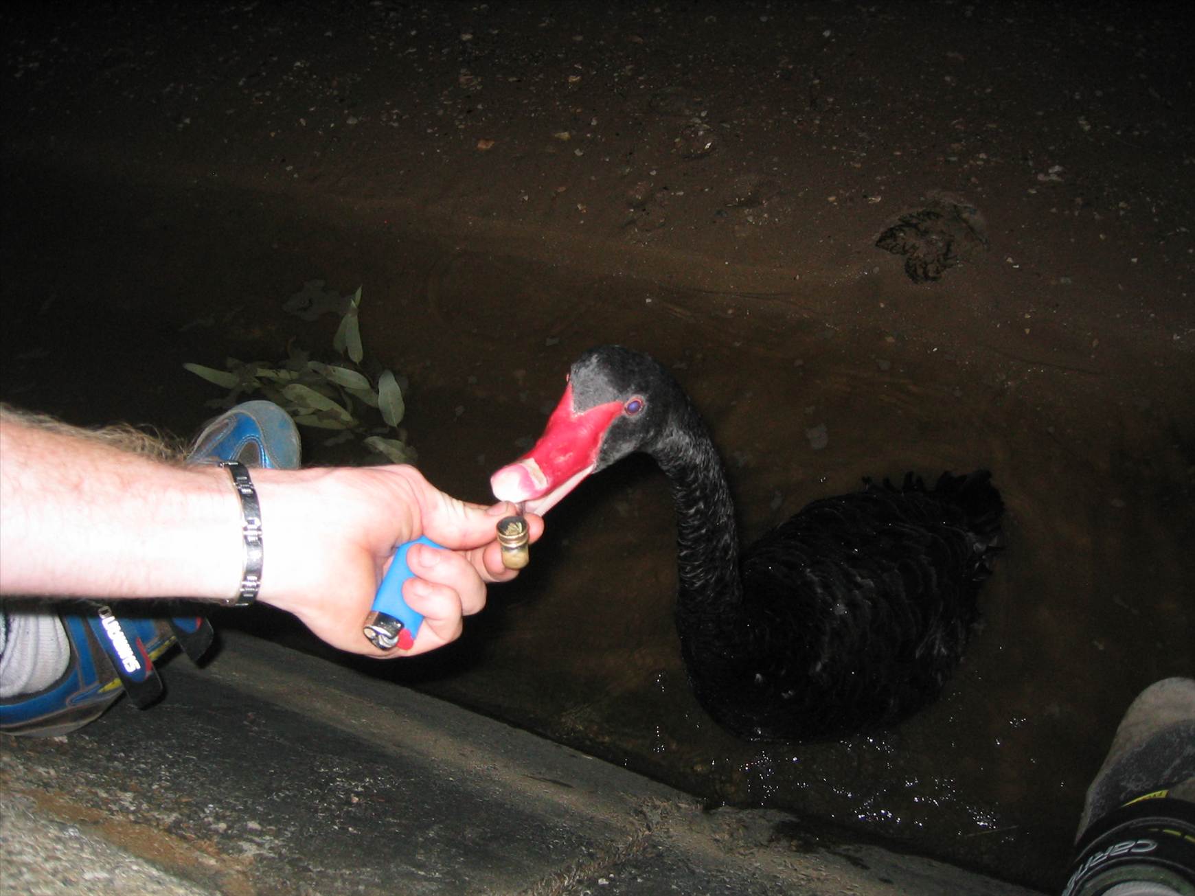 swan