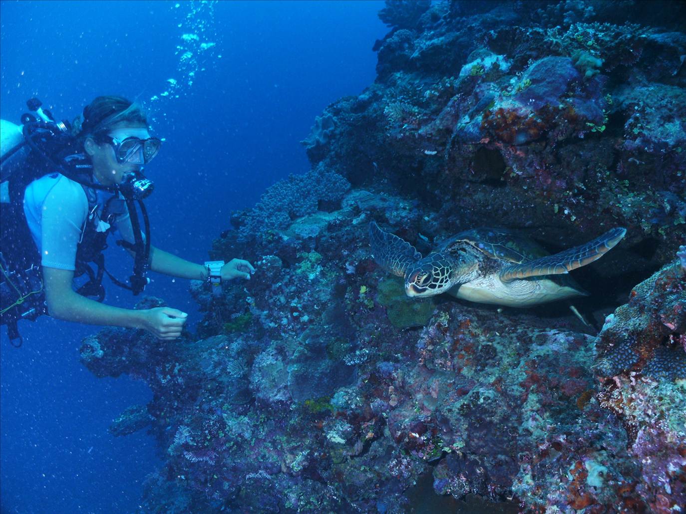 Amazing Diving