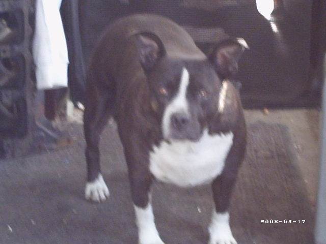 buddy 006