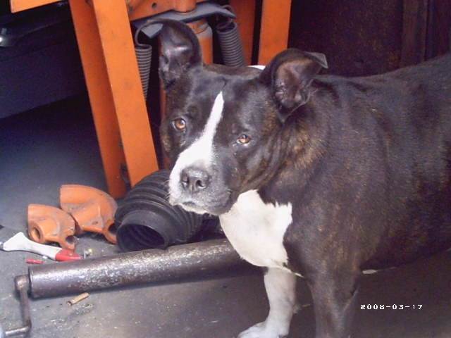 buddy 004