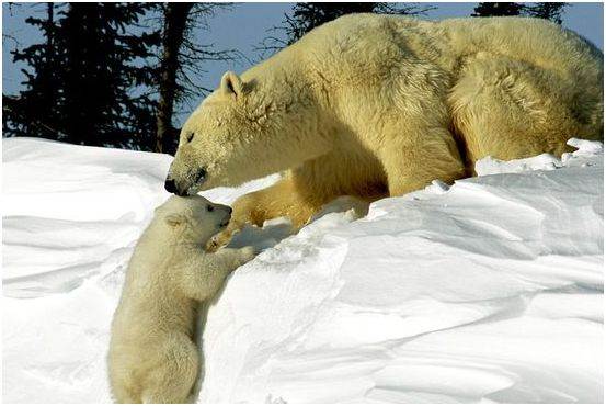 polar bear