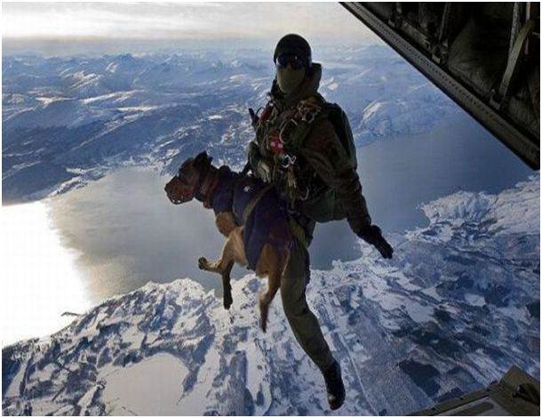dog flight