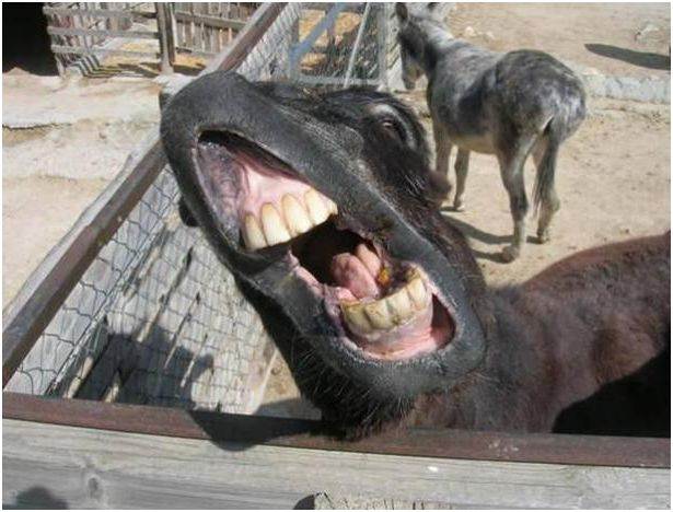 donkey1