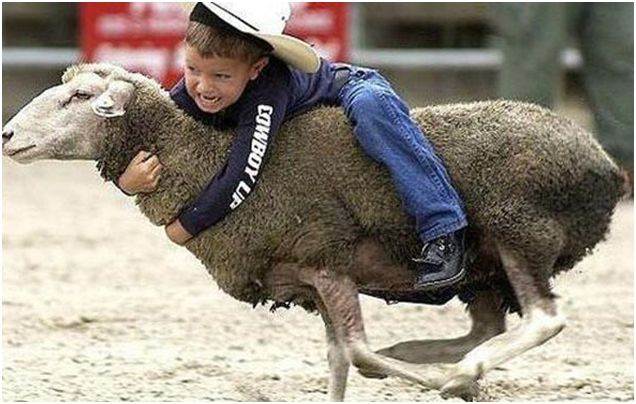 sheep