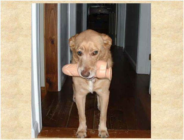 doggier