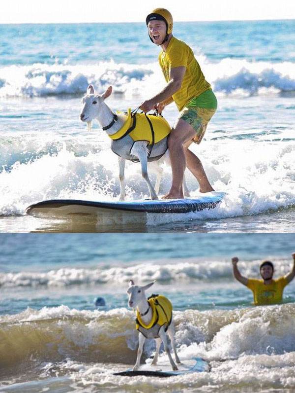 GoatSurfer