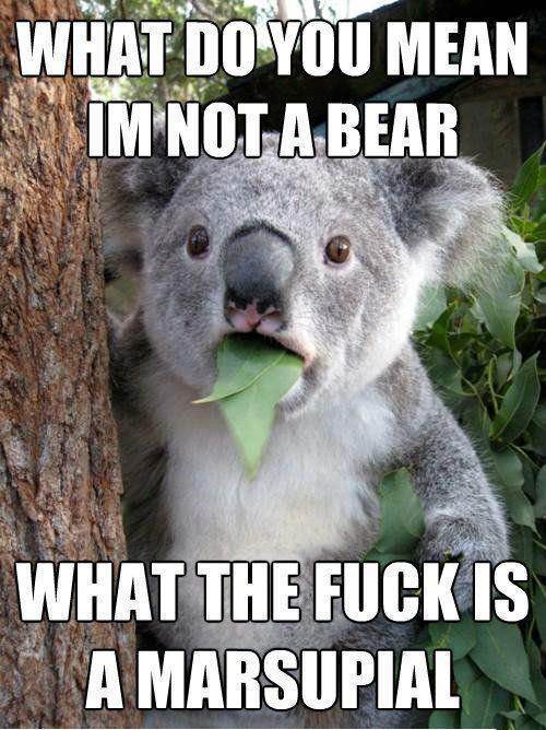 Koala