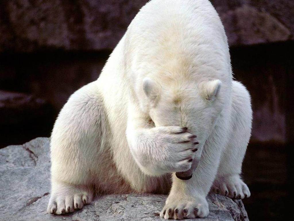 Face palm bear