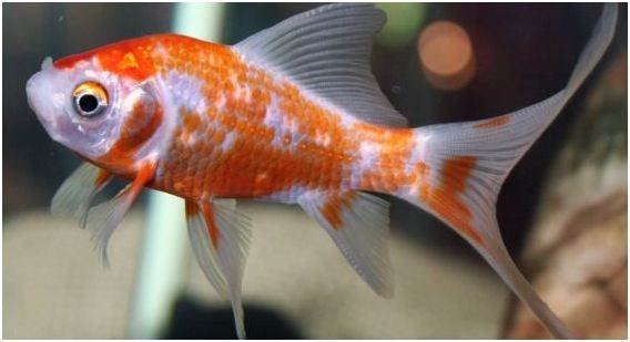 gold fish