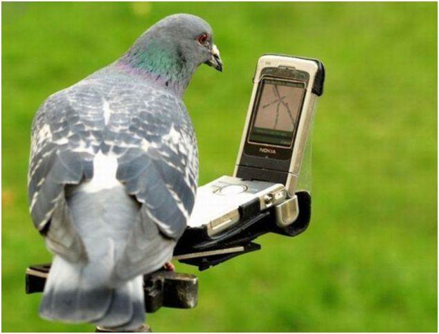birdswer