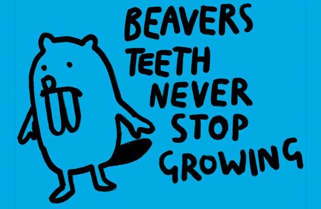 interesting facts beavers1