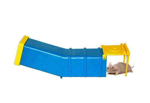 mouse trap