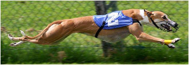 dog race