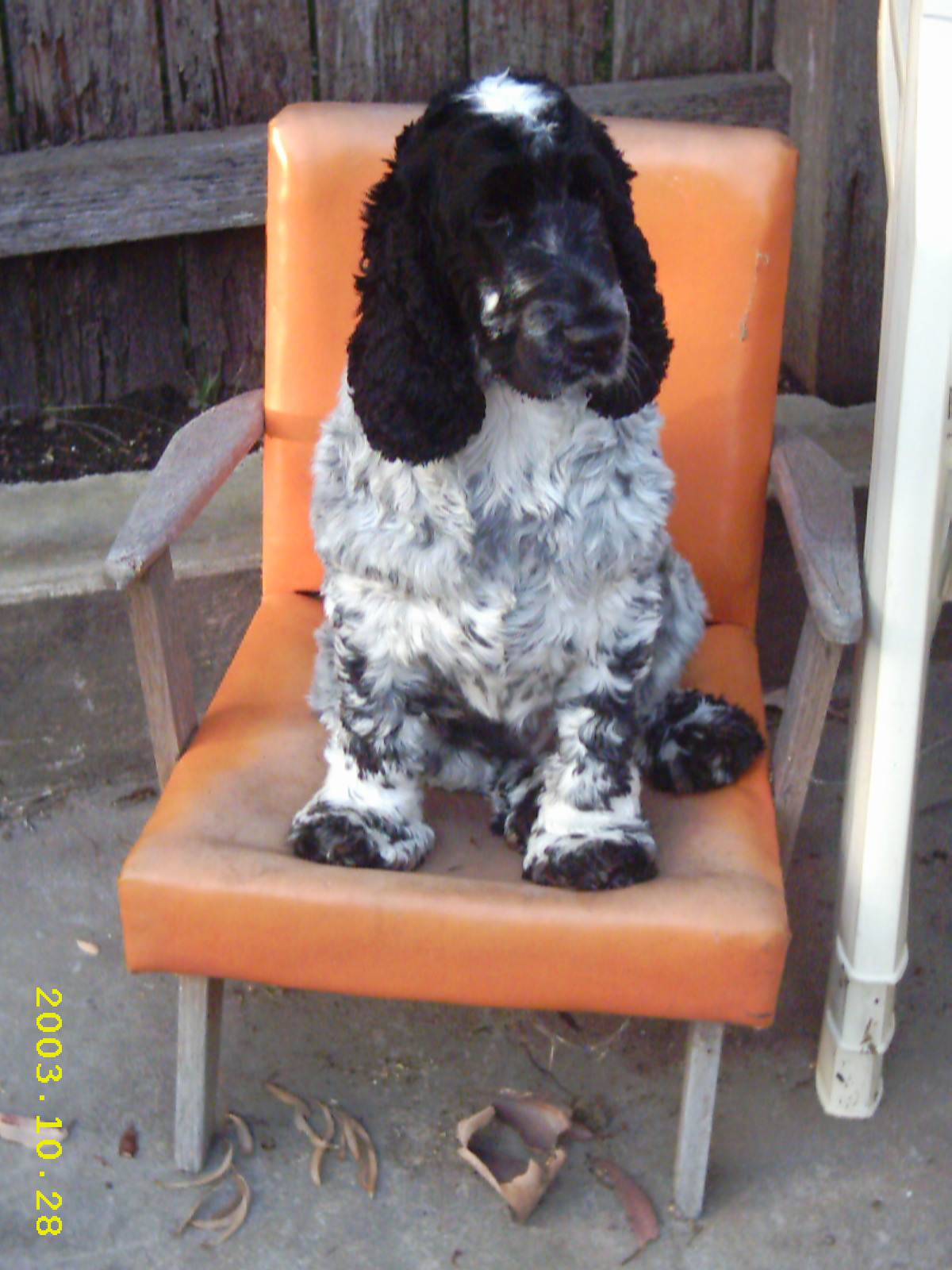 Pepper in her chair 28.10.03