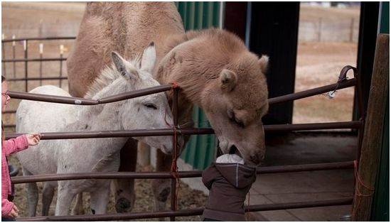 camel