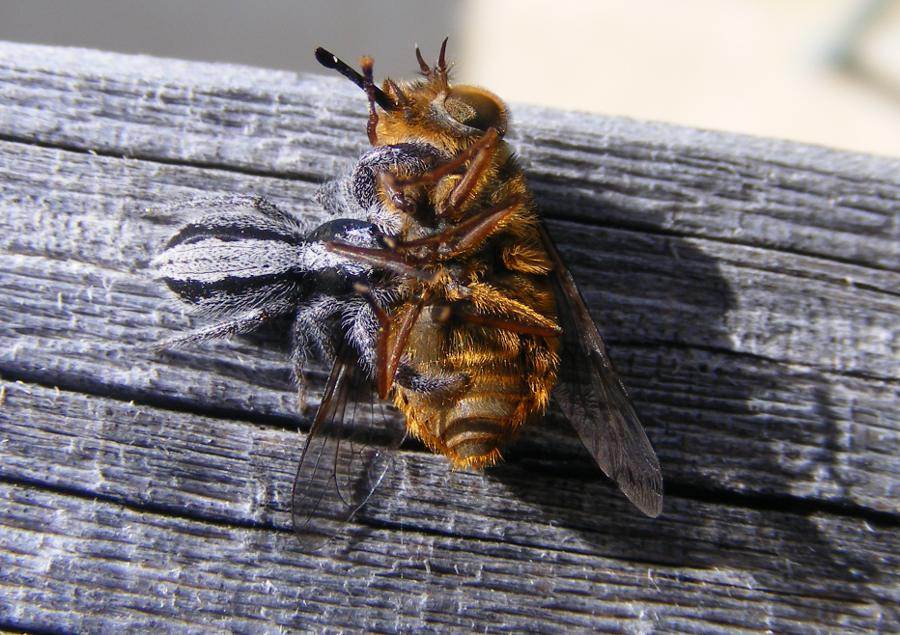 Spider and Bee