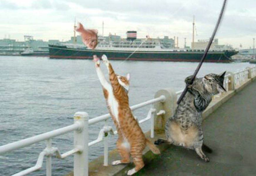 cat01