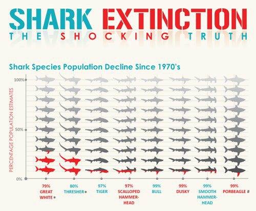 shark
