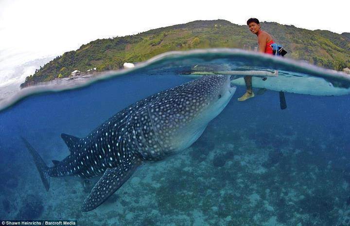 whale shark