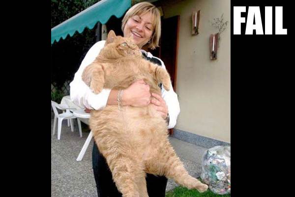 cats1