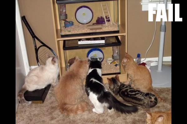 cats3