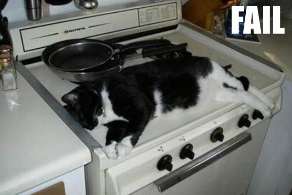 cats4