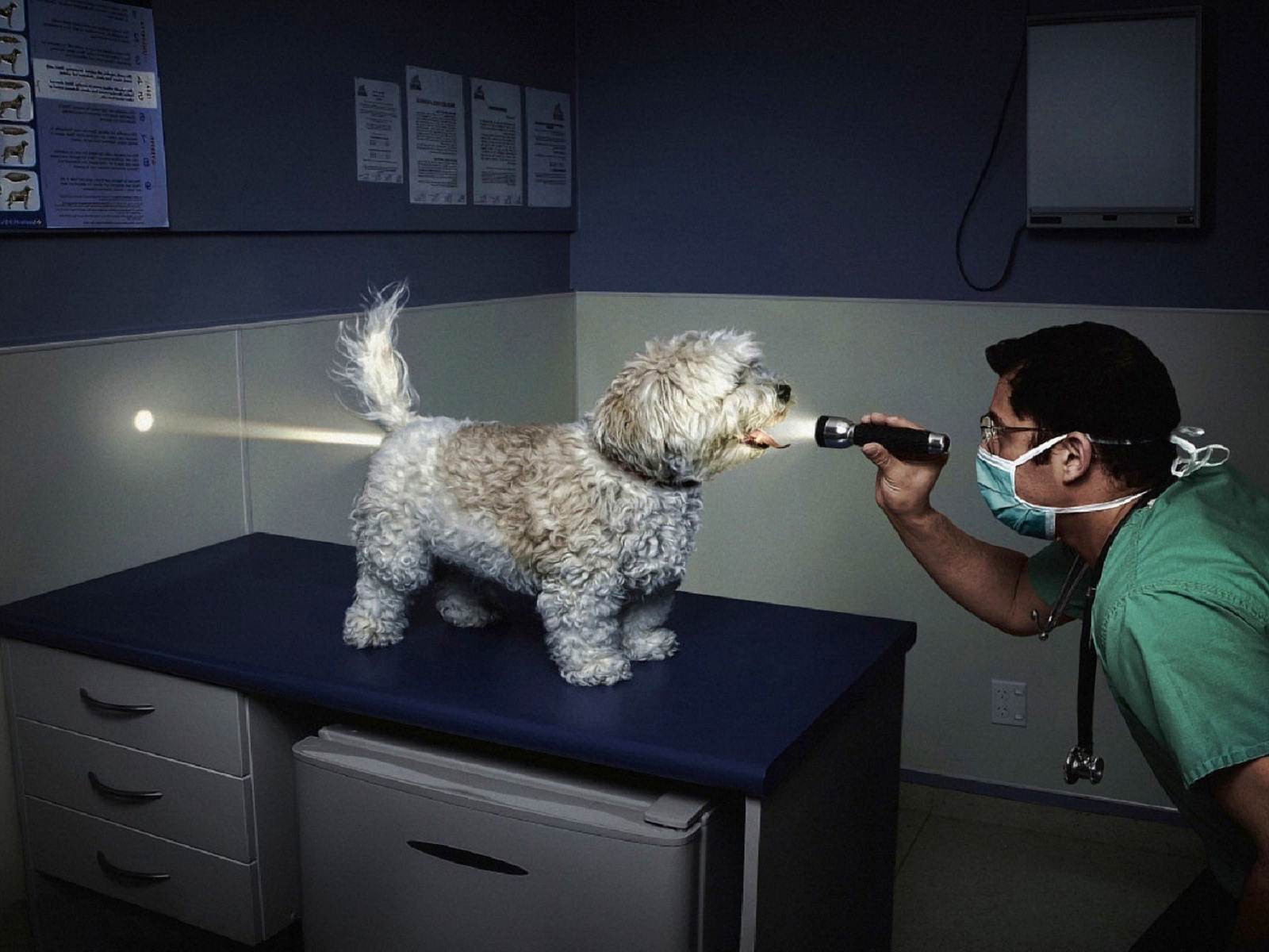 Best-top-desktop-funny-wallpapers-hd-funny-wallpaper-picture-image-19