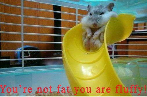 fatty