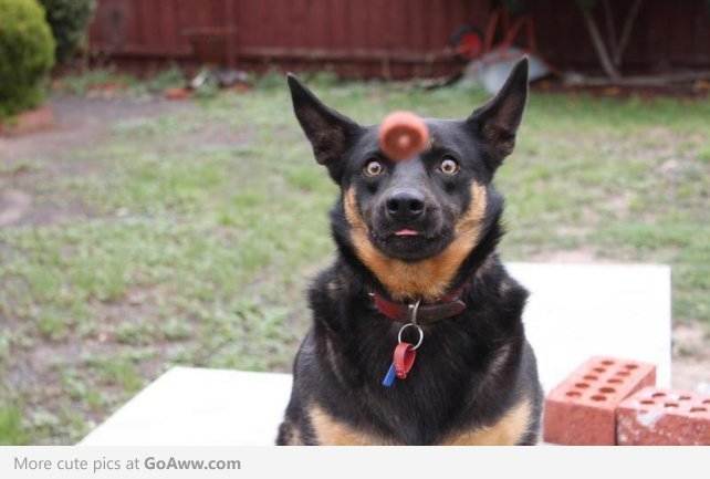 awww shucks