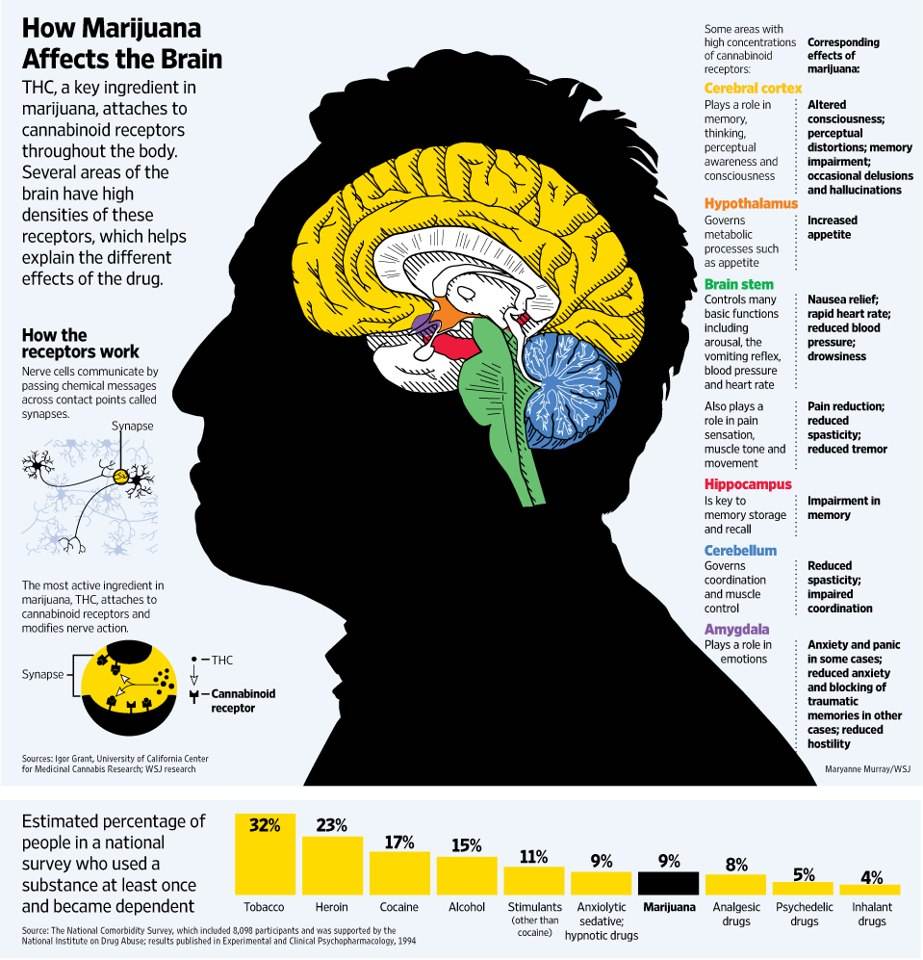 howMarijuanaAffectstheBrain
