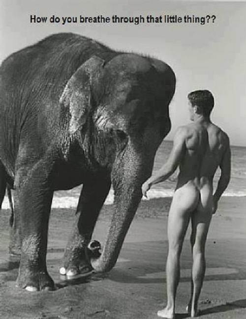 trunk