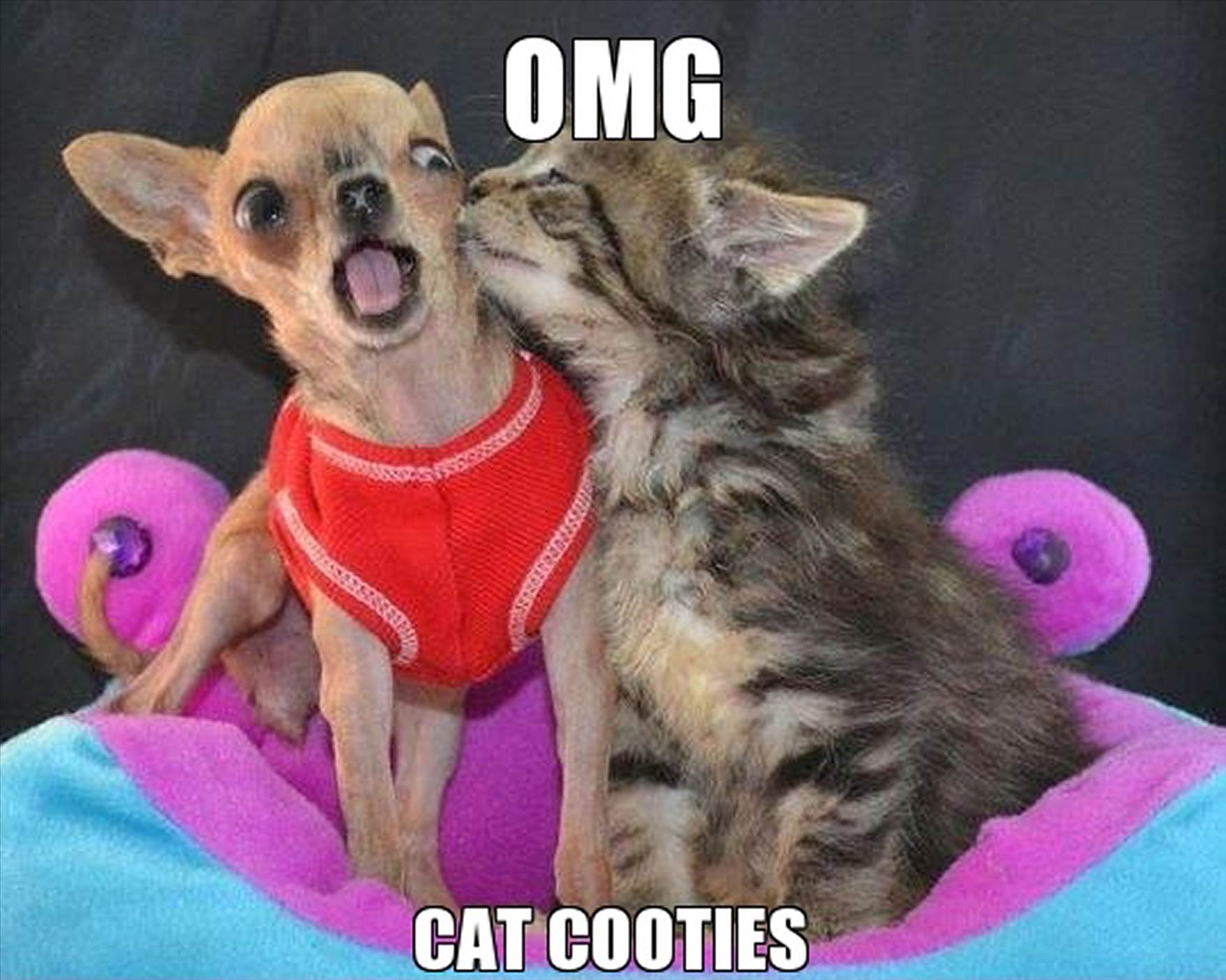 puss