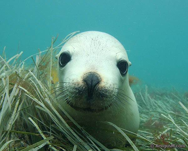 australian-sealion