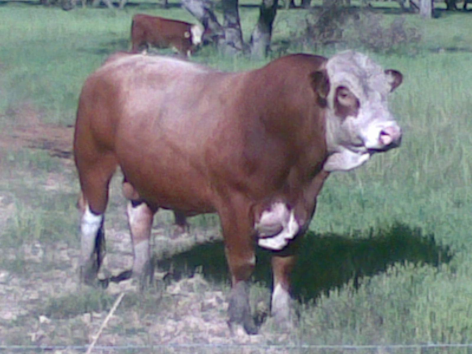 ForYouIKillTheBull