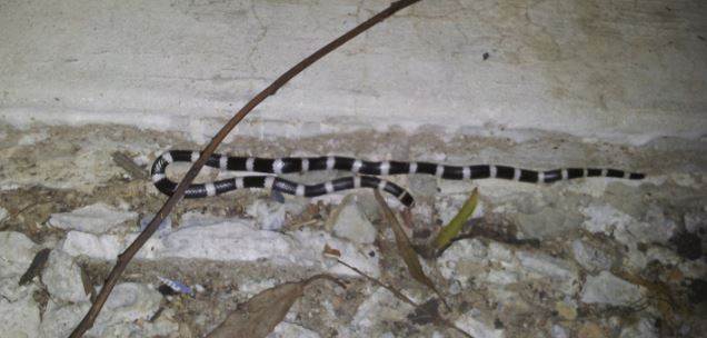 snake01