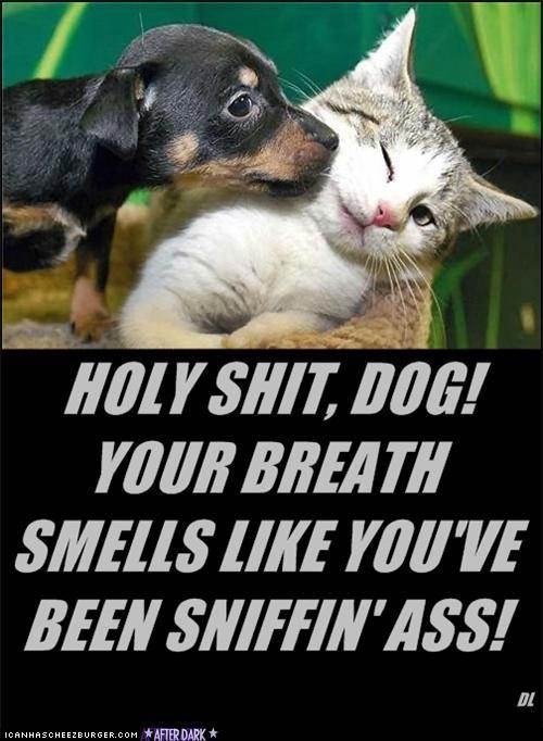 pussy