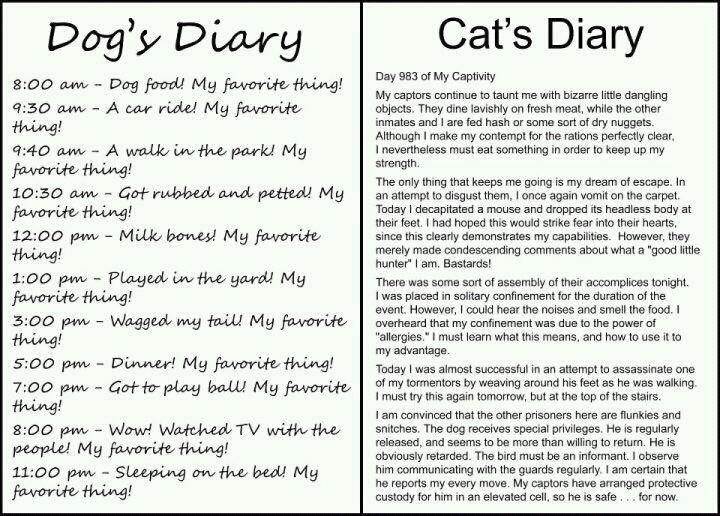 dogncat