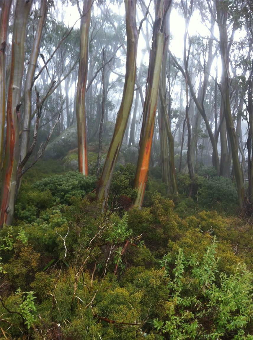 Snowgums Mt Baw Baw