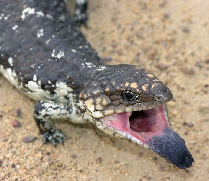 crocs down south