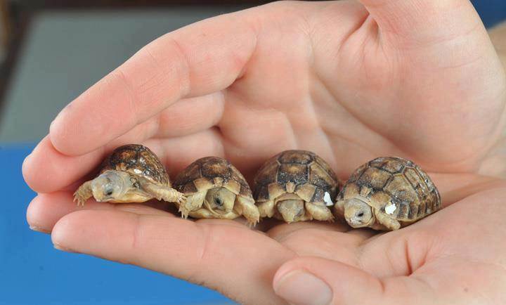 tortoise380593 438991409487912 894949841 n