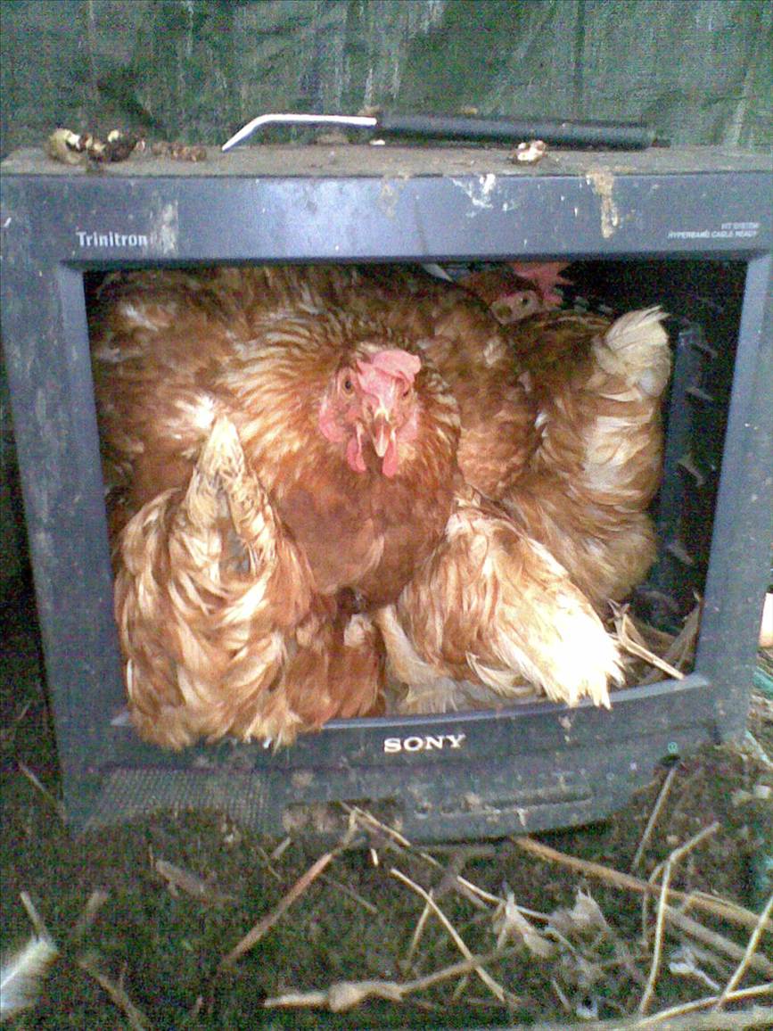 Chook (4 in TV)