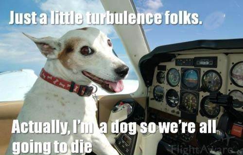 dog-flying-plane-turbulence