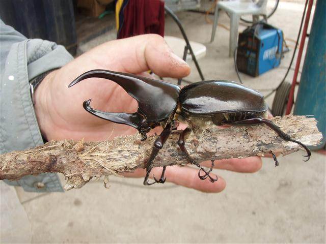 beetle