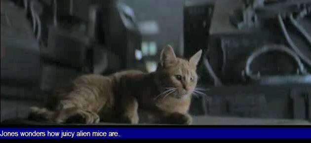 catsdfs