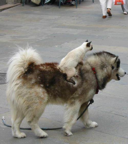 doggie
