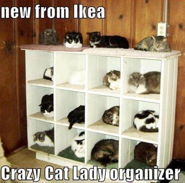 another silly cat photo